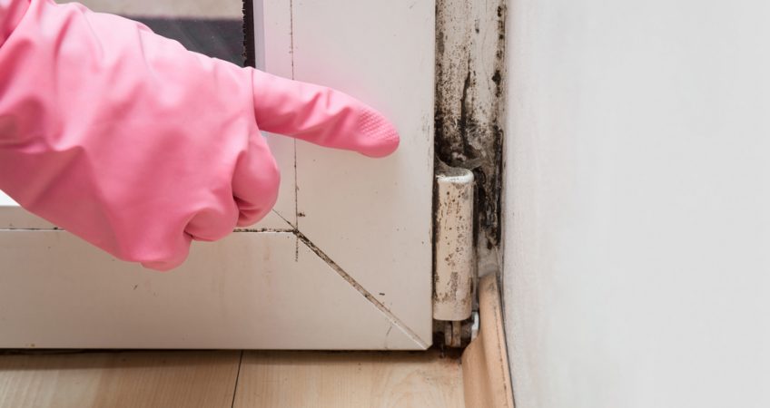 Got Mold: What You Need to Know!