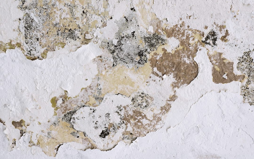 How to Clean Up Mold