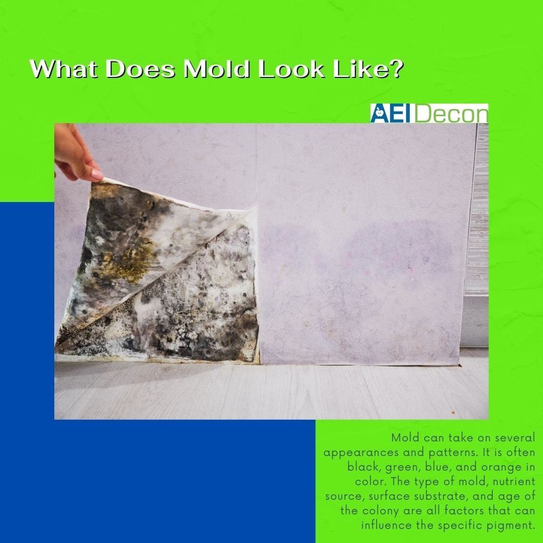 What does mold look like?